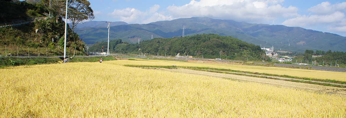 土づくりからこだわったお米で造った地産地消の酒